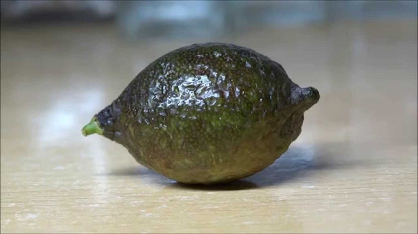 Al caviar de limon lo conocemos como un cítrico que además de tener un tamaño diminuto se encuentra muy de moda ultimamente