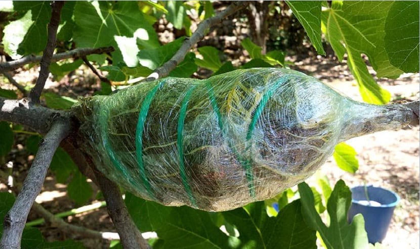 La propagación por acodo es recomendada en plantas de tallos leñosos y flexibles