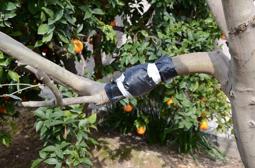 Esta tecnica implica la separación de las nuevas plantas de la planta madre
