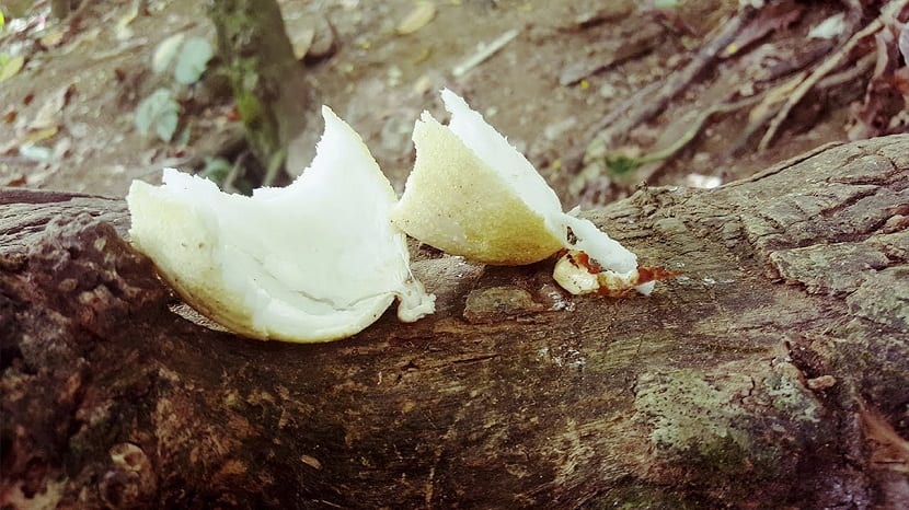 manzana del coco troceada encima de un arbol