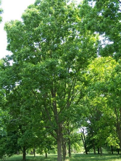 Árbol de Carya illinoinensis
