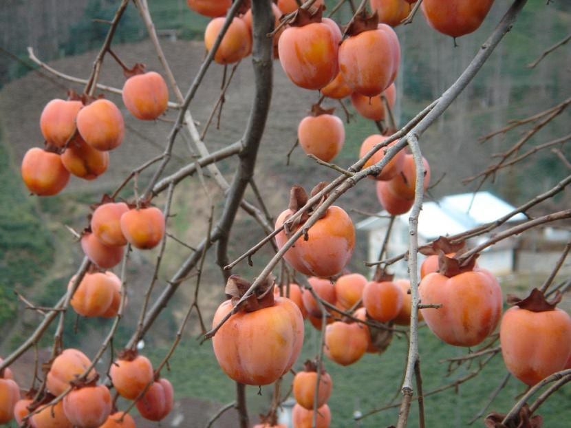 Diospyros kaki, frutos del árbol del caqui