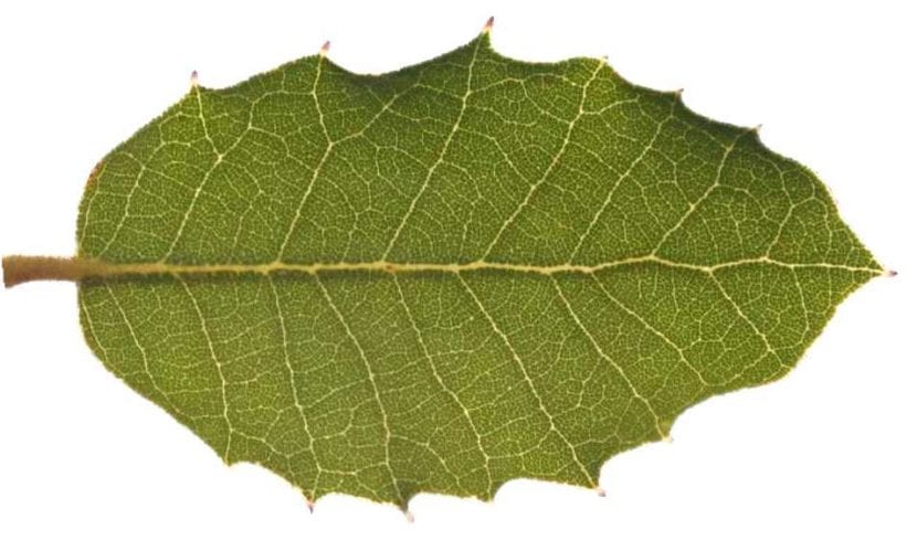 Hoja del Quercus ilex Rotundifolia
