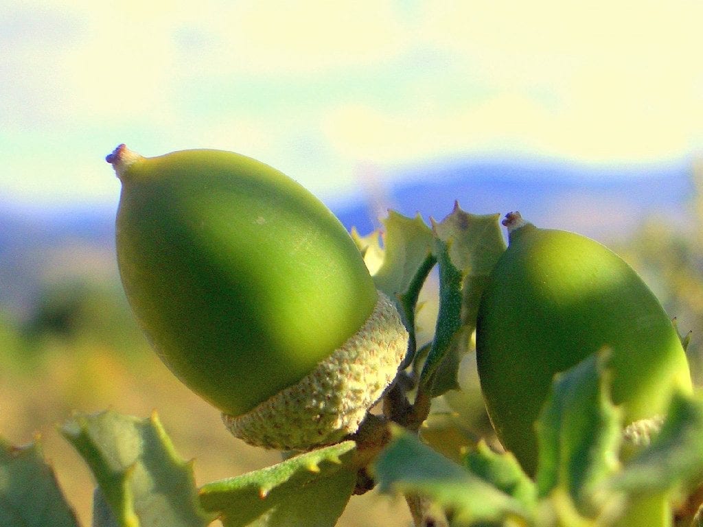 Bellota de Quercus ilex subsp Rotundifolia