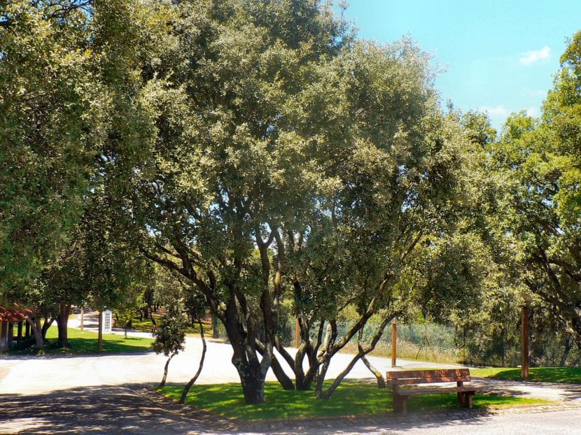El Quercus rotundifolia es un árbol de jardín precioso