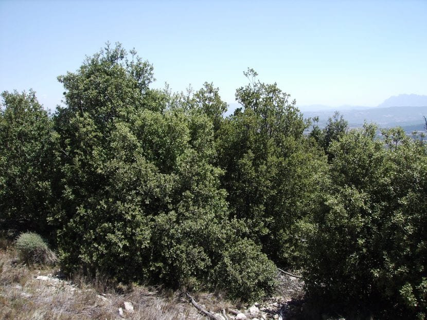 Quercus rotundifolia, es el nombre científico de un árbol perennifolio