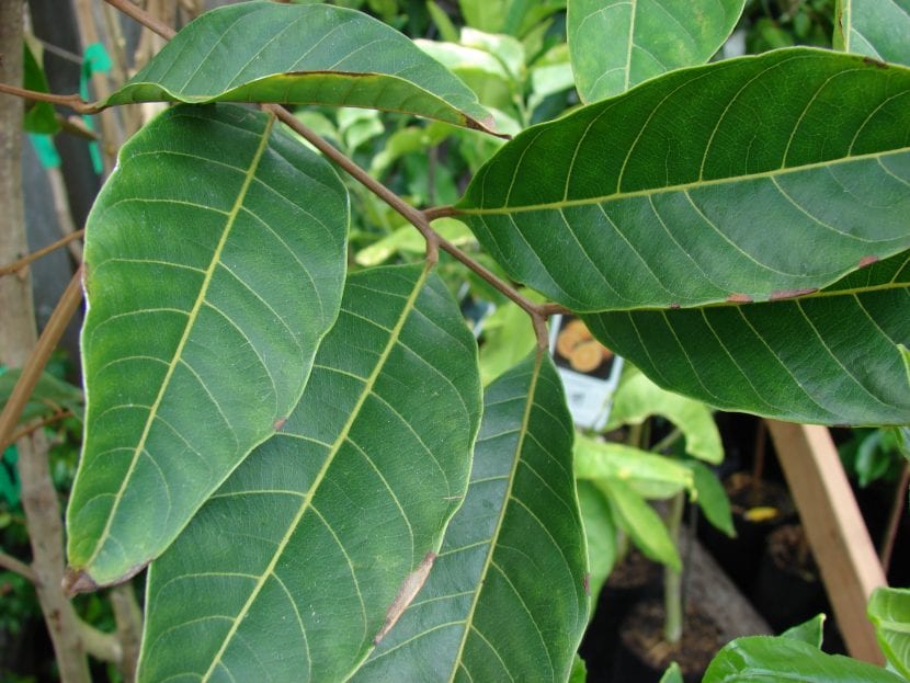 Las hojas del rambután son perennes