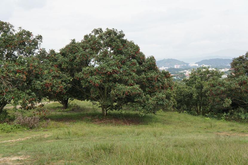 Nephelium lappaceum, vista del árbol