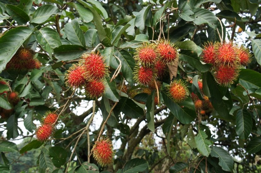 El fruto del rambután es comestible