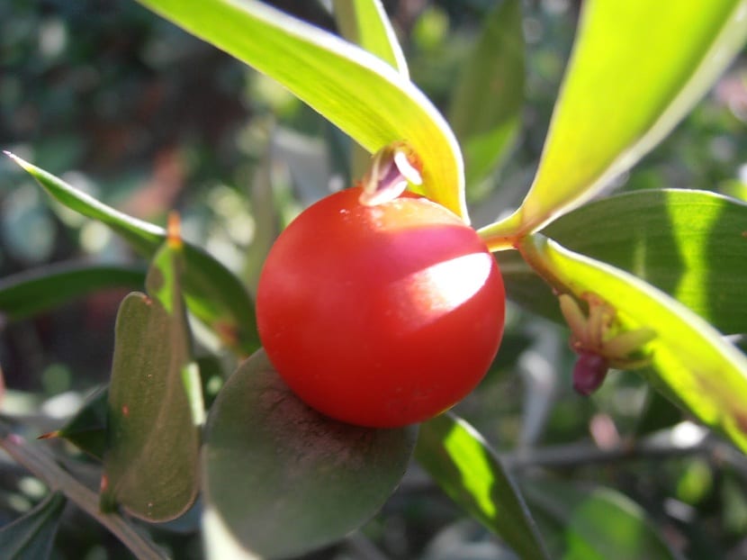 Bayas del Ruscus aculeatus