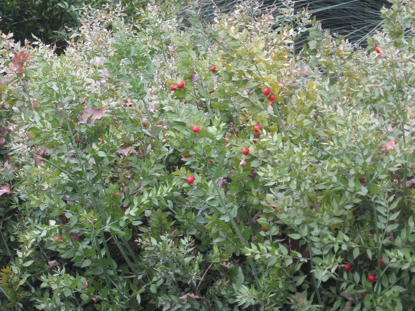 Cuidados del Ruscus aculeatus