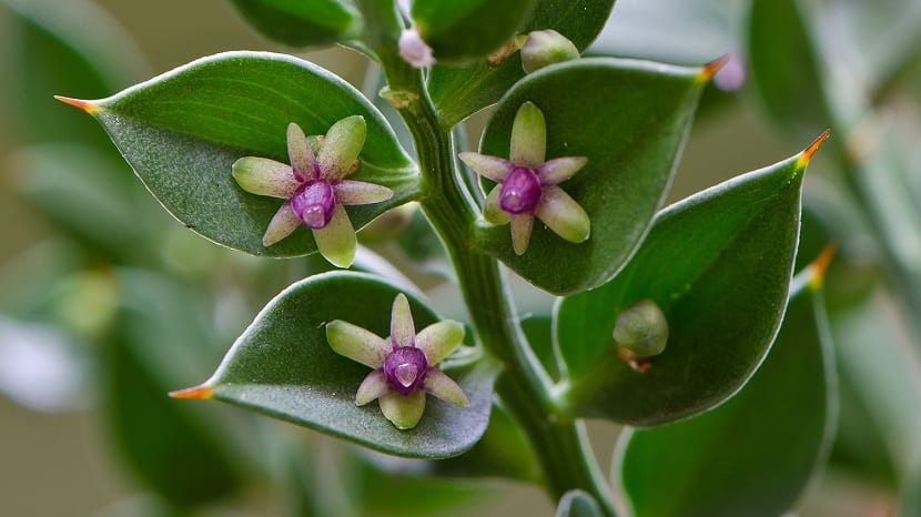 Flores nacidas del Ruscus aculeatus