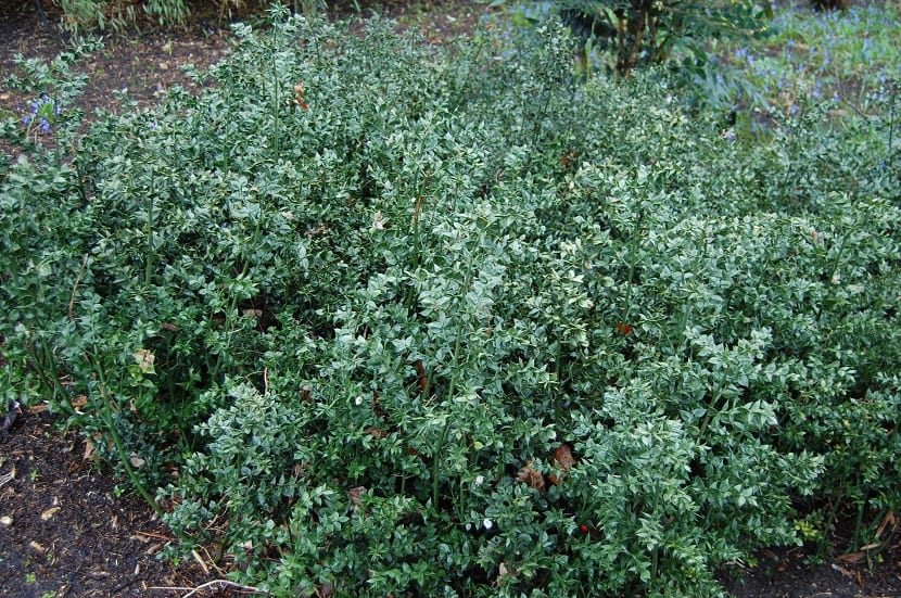 Ruscus aculeatus caracteristicas