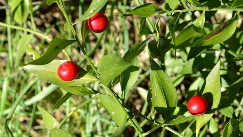 Ruscus aculeatus en navidad