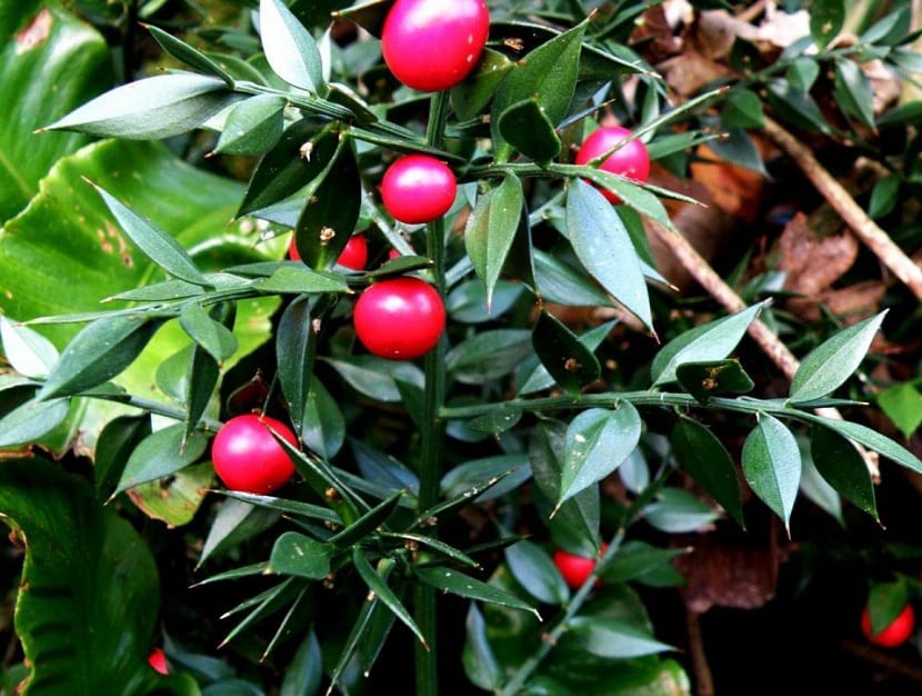 Ruscus aculeatus