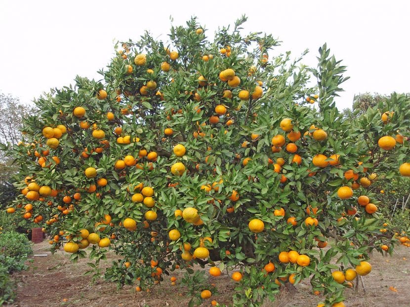 El satsuma es un árbol frutal