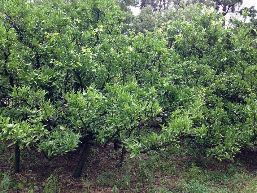 Satsuma es un frutal pequeño