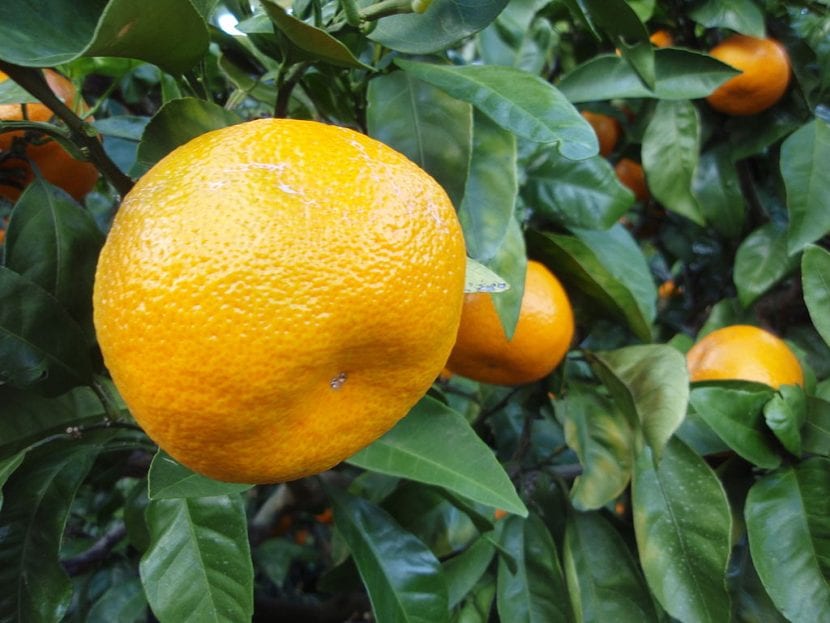 Los frutos del satsuma se parecen a las naranjas