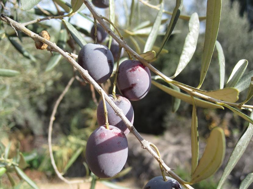 Olivo