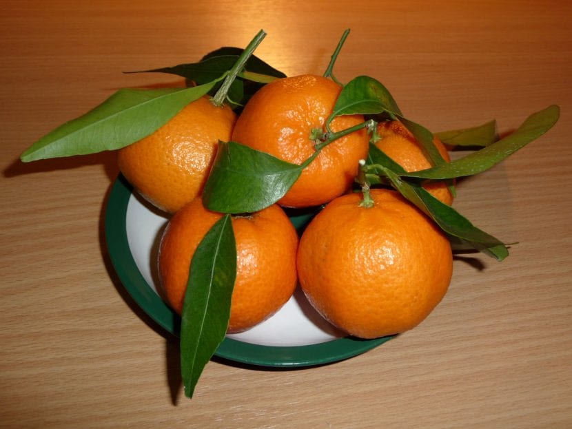 Frutos del árbol Citrus reticulata o mandarino