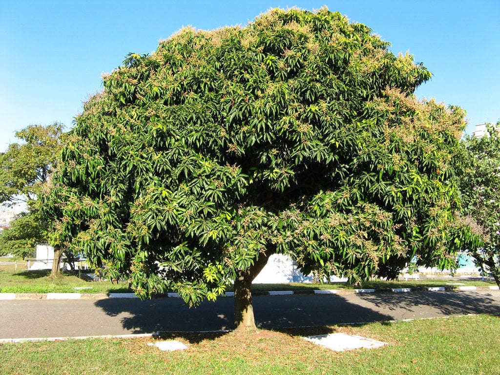 Árbol de mango