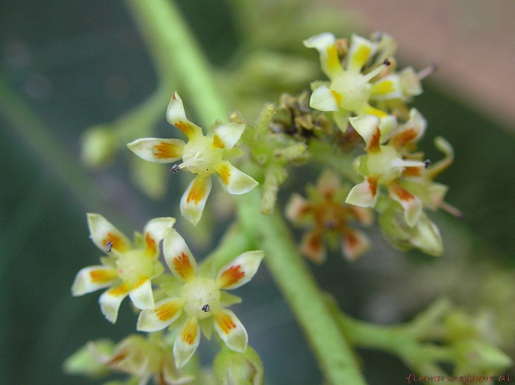 Flor de mango