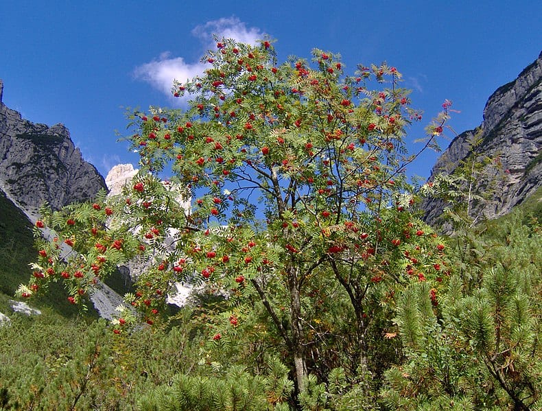 Sorbus en hábitat