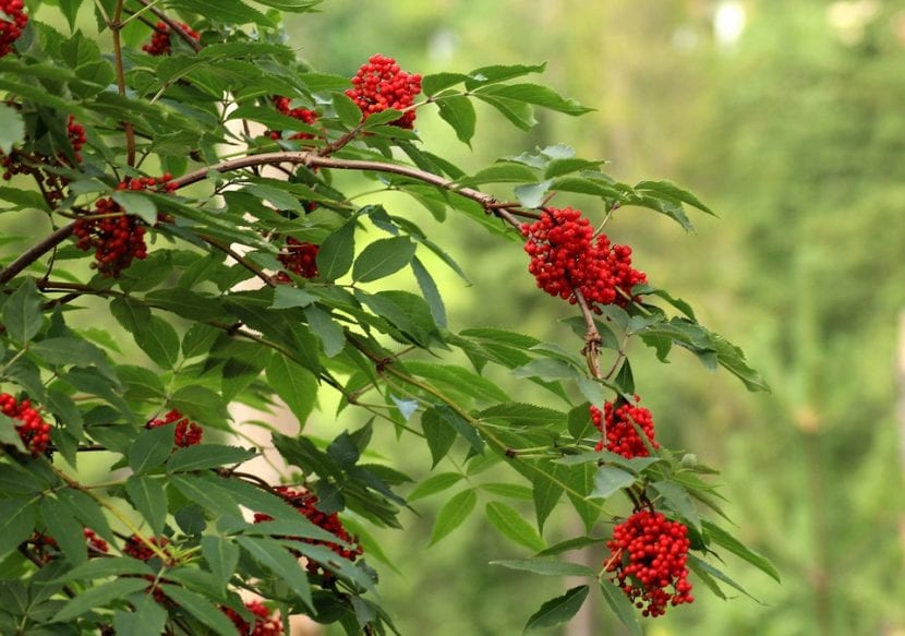 Vista del Sorbus aucuparia