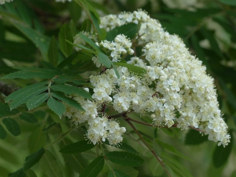 Las flores del serbal son blancas