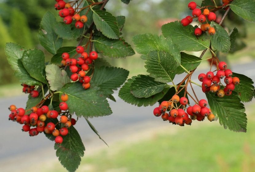 Los frutos del serbal suelen ser rojos
