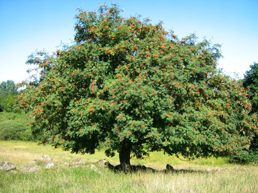 Ejemplar adulto del Sorbus aucuparia