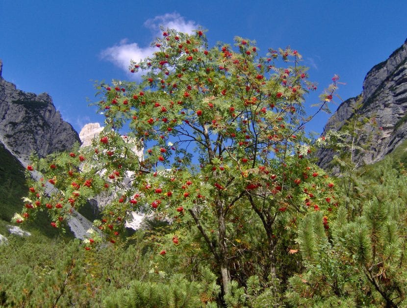 Sorbus aucuparia en hábitat