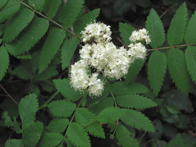 Flores del Sorbus aucuparia