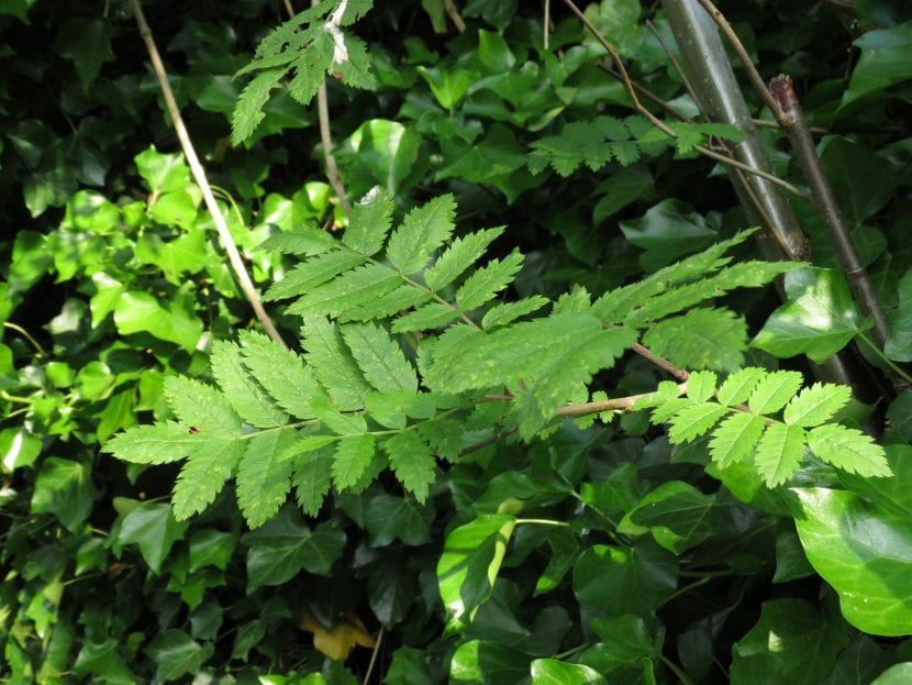 Hojas del Sorbus aucuparia