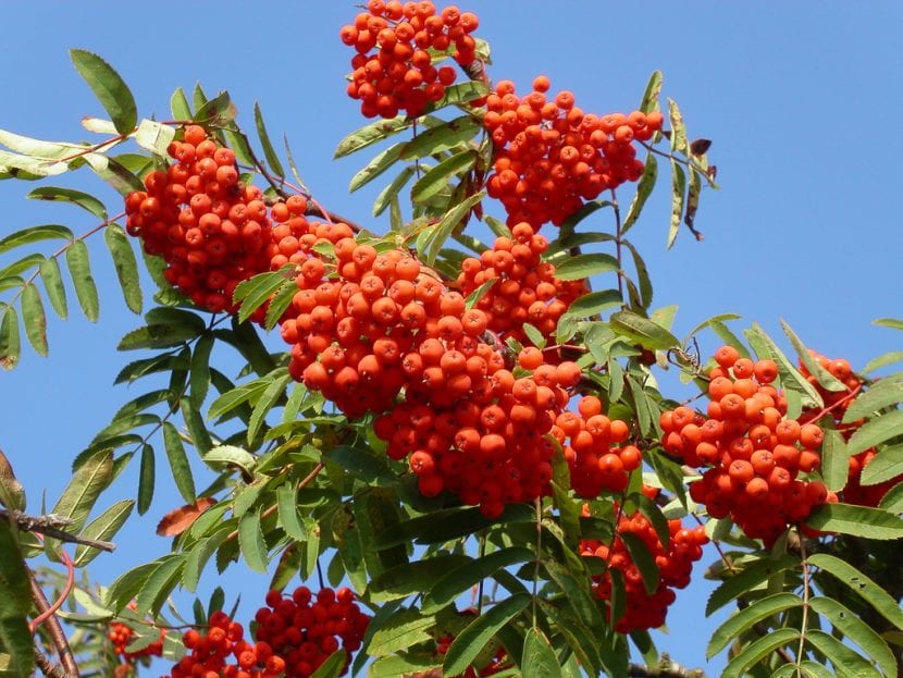 Frutos del Sorbus aucuparia