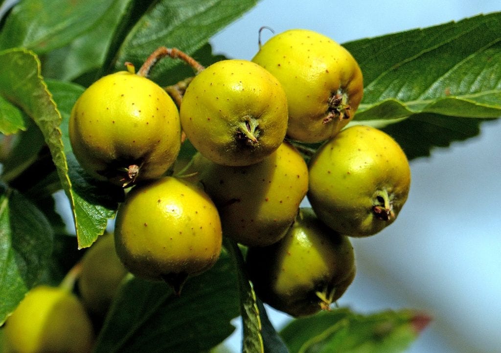 Fruto de Tejocote