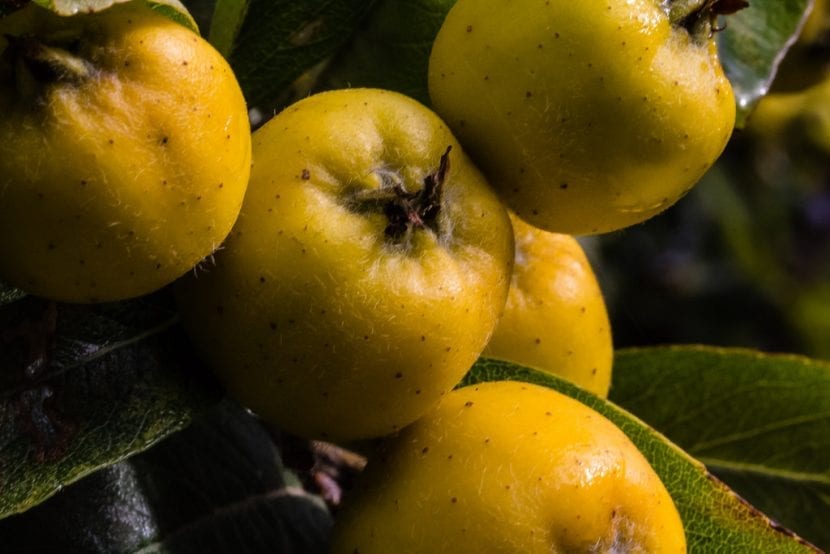 Frutos maduros de tejocote en el árbol