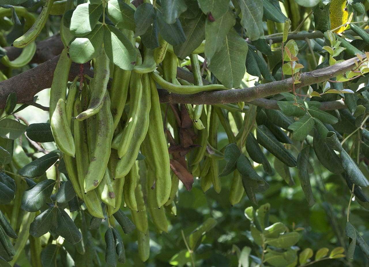 Tipos de algarrobo: variedades y sexo del árbol