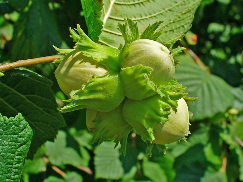 Corylus avellana