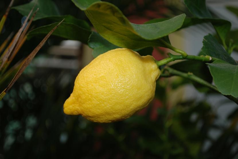Limonero