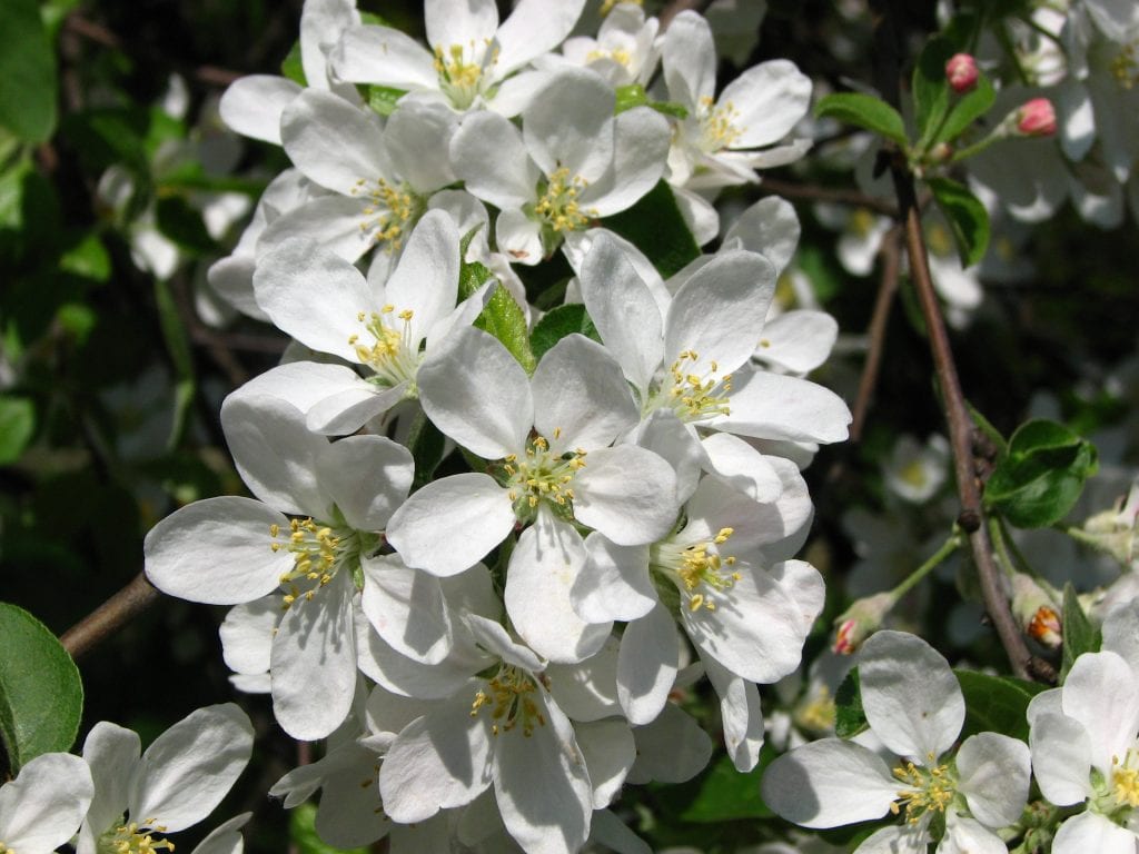 Flores de manzano