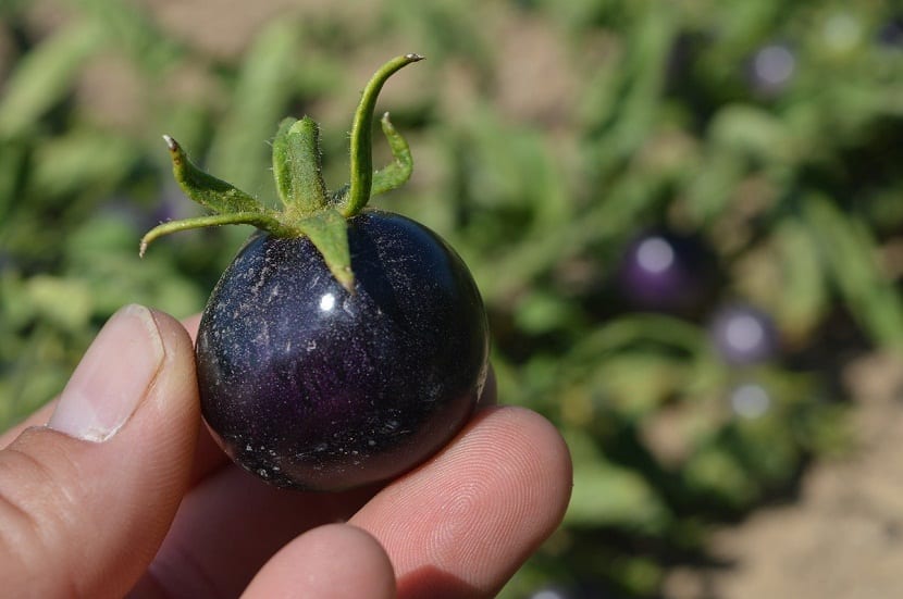 mano que sostiene un tomate de color azul parecido a una ciruela