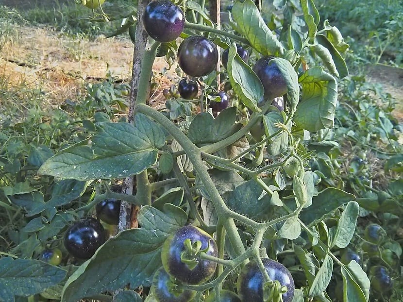 tomatera llena de tomates de color azul o purpura
