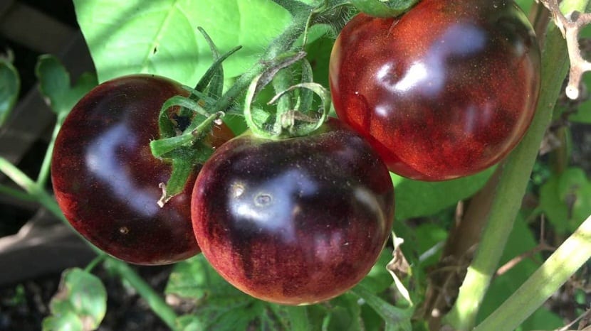 tres tomates con un color como el de las ciruelas de tamano grande