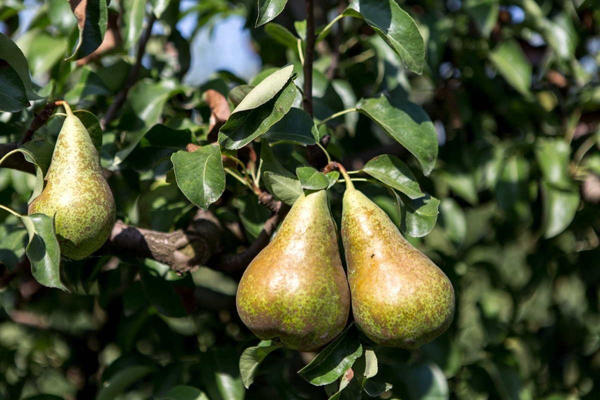 arbol frutal donde crece la pera limonera