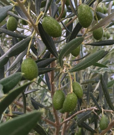 Olivo Alfafara