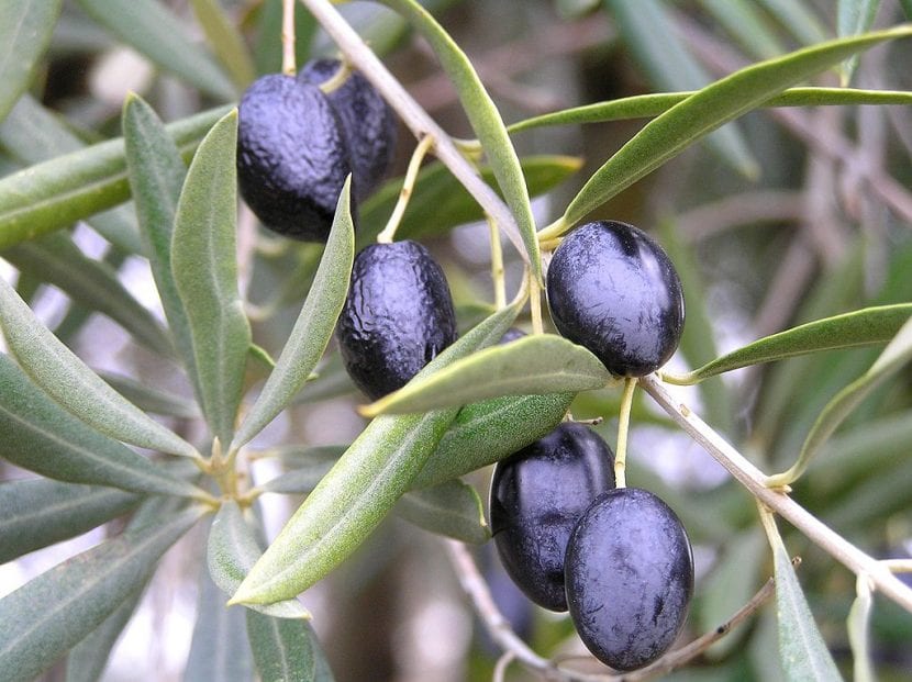 Aceitunas