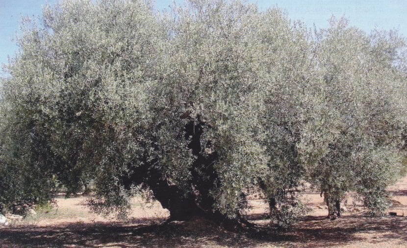 Olivo Farga