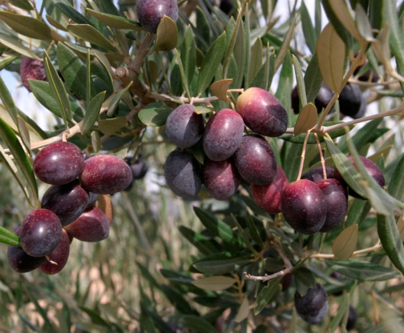 Aceitunas Picual