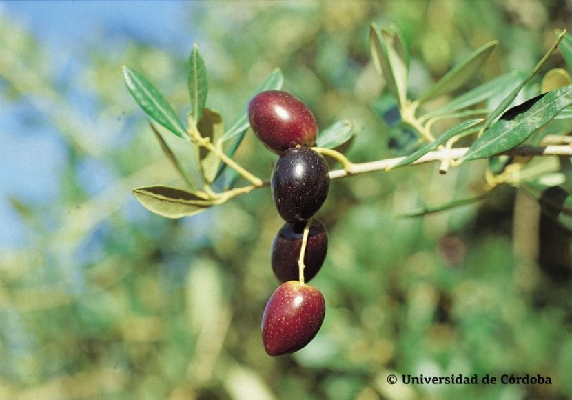 Olivo Picudo